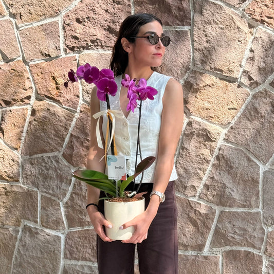 ORQUIDEA PHALEANOPSIS