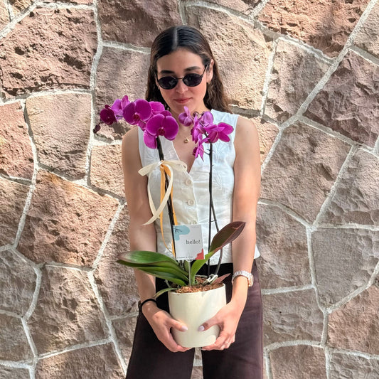 ORQUIDEA PHALEANOPSIS